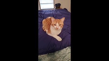 SmartyKat Catnip Review