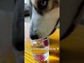 Husky vs. One Sip of "Water" 😵💫🐶 #dog #funnyanimals