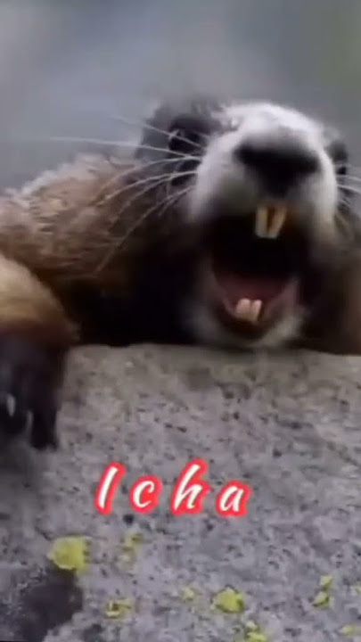 SUARA TUPAI MEMANGGIL NAMA ICHA