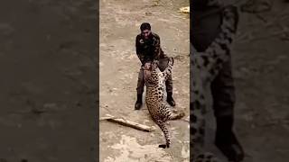 🙏🐆Leopard attacks in Uttrakhand!!🐆 | #shorts #leopard