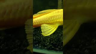 Typhoon #shorts#bristlenose#fish#pleco#albino#bichir#piranha#parrotfish#silverdollar#blackghostfish