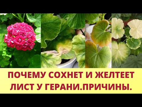 Дайте эти удобрения для  герани. Результат удивит. Листья никогда не будут желтеть и сохнут.