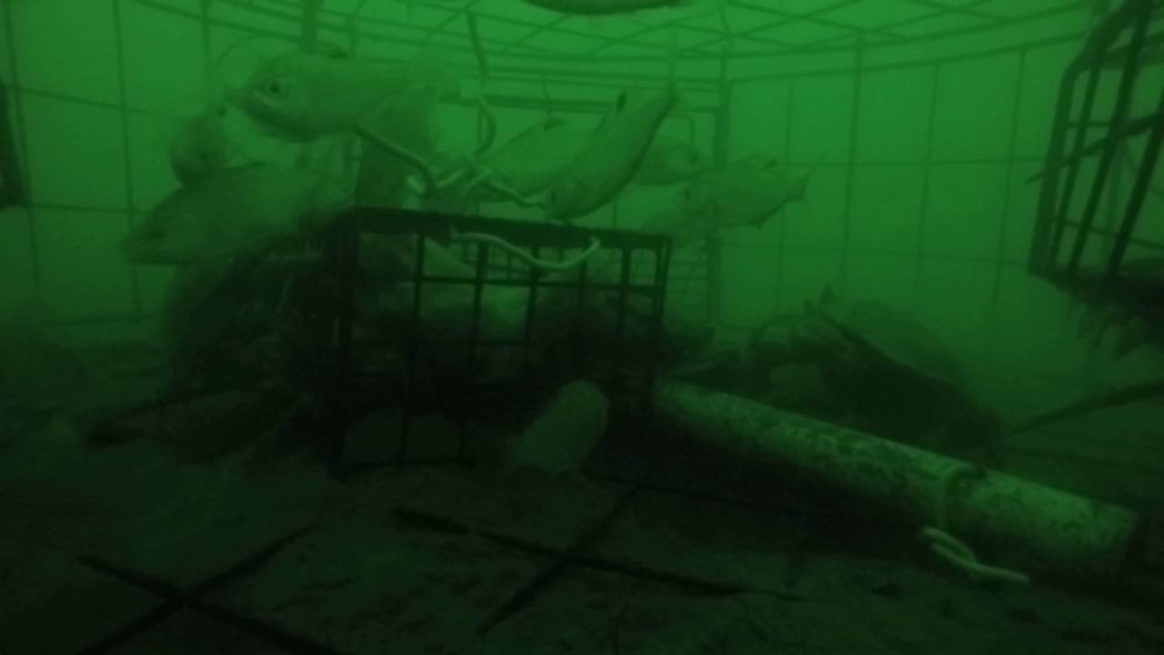 Go-pro attached to Crab Pot on Tyee Beach Camano Island, WA