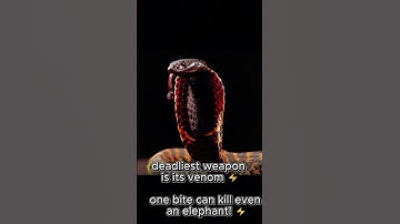King Cobra vs Python – Venom or Power? 🐍⚔️ #shortvideo#shorts  #wildlife #animals #naturelovers