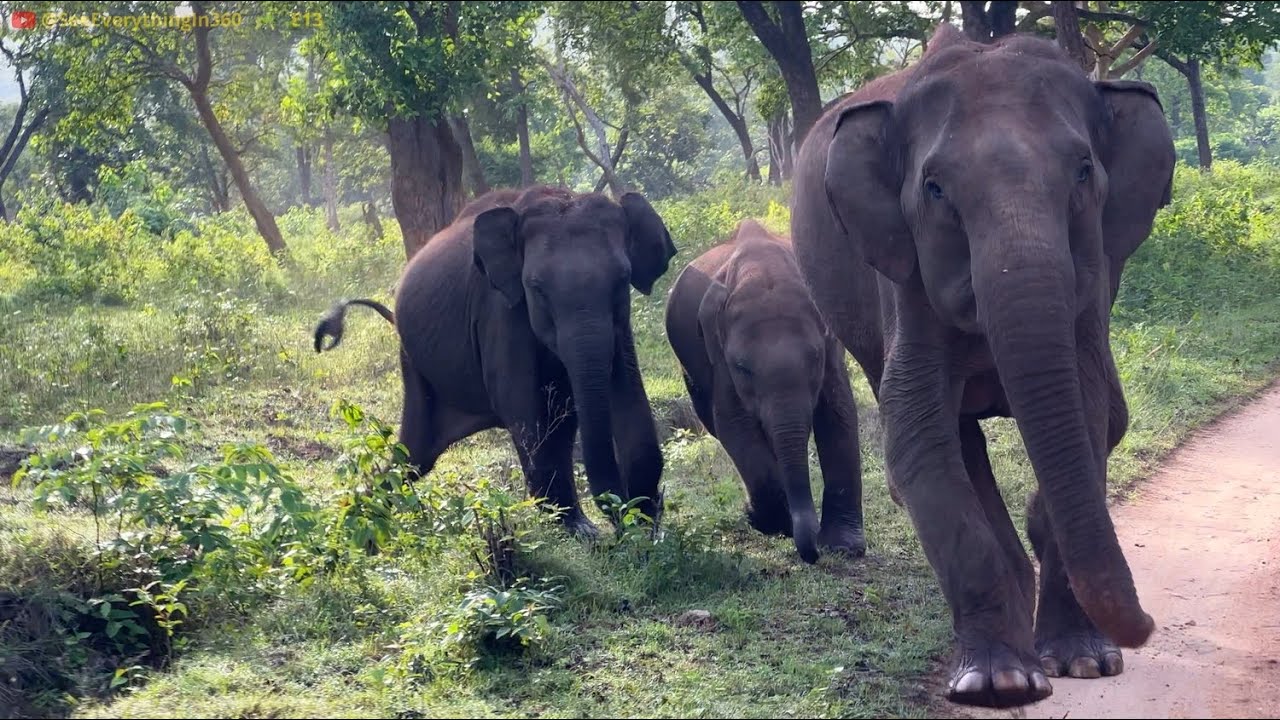 Mother Elephant Mock Charges with baby Elephants in Bandipur Karnataka ! 🐘 Raw Footage ! (E14)