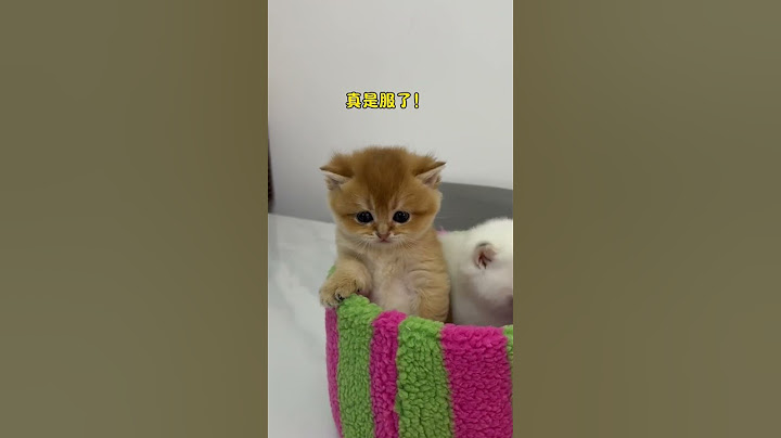 【牛奶是只猫】🐱：你自己没有耳朵吗！真是服了