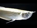 Top 10 Facts and Care Guide of Silver Arowana