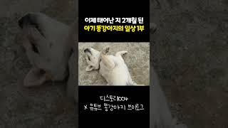 이제 태어난 지 2개월 된 아기 똥강아지의 일상 1부