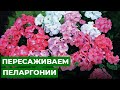 ОТ САЖЕНЦЕВ К КУСТИКАМ | Как правильно пересадить пеларгонию (герань)?