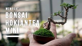Membuat bonsai hokianti mini