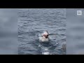 Australia, uno squalo bianco divora un uccello davanti ai turisti