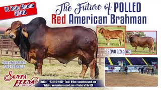 2020 ABBA National Brahman Show – Red Bull Senior Classes & Division Drive