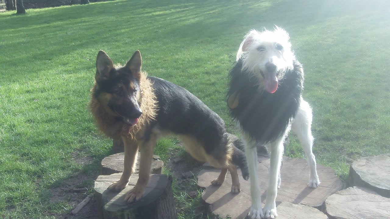 dogtrainersuk-youtube
