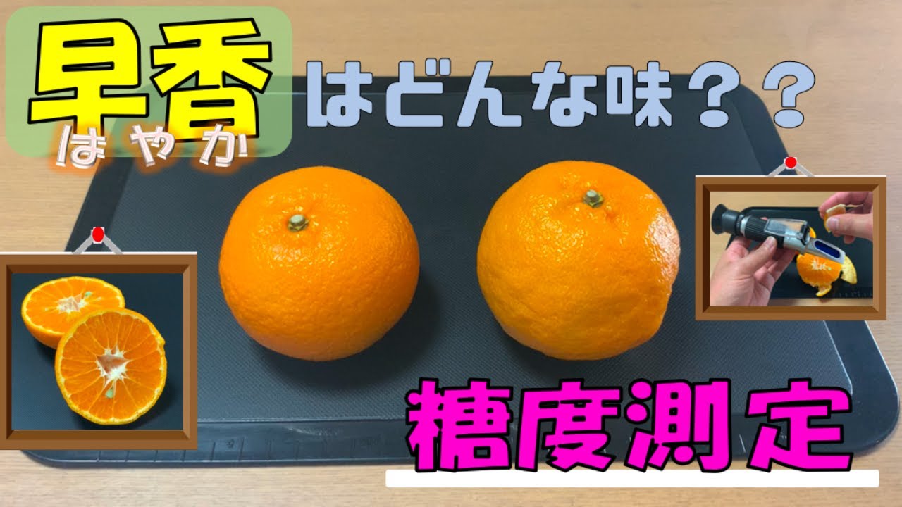 みかん紹介 20240115 早香はどんな味？？ 早香の糖度測定【早香