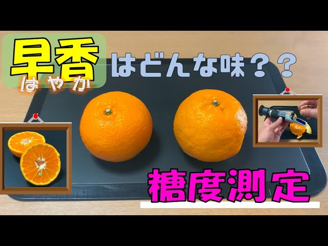 みかん紹介 20240115 早香はどんな味？？ 早香の糖度測定【早香