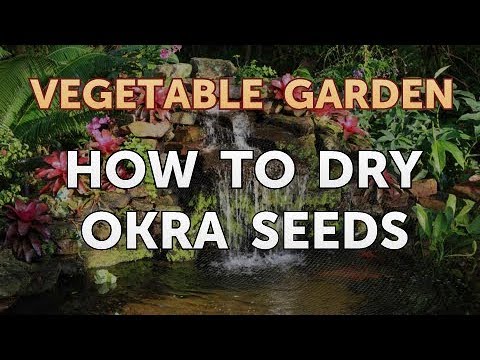 How to Dry Okra Seeds