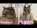 【さくら】保護猫に愛情注ぎ続けたらこうなりました【幸せ太り?!】 #花火大会 #保護猫 #成長記録