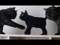 黒猫ブロックあおみね達に見せてみた…