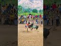#music #love #coversong #song #bgm #bull #cow