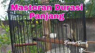 Cucak Kombo Gacor nembak Untuk Masteran Burung Kecial Kombo bakalan Agar Cepat Gacor Ngeplong