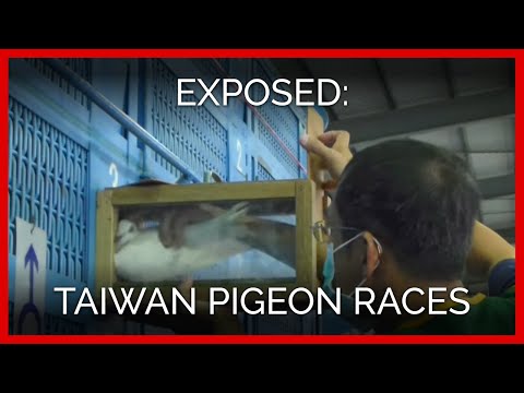 Taiwan Pigeon Races Exposed: Millions of Dead Birds