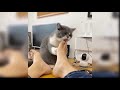 funny cat videos you need to watch
