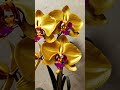 Orquídea Gold Shining #orchid #flowers #ai #shorts #curiosities #exotic