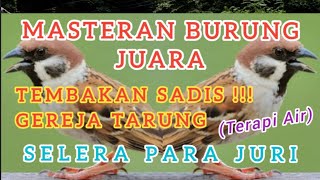 MASTERAN GEREJA TARUNG, TEMBAKAN SADIS !! UNTUK BURUNG MURAI BATU DAN IJO #masteran #masteranburung
