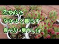 ＃3【多肉界のアイドル】乙女心の育て方・増やし方