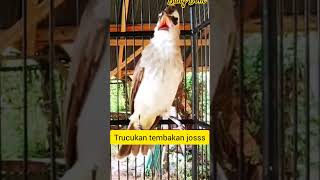 Download Lagu Tembakan Trucuk Paling Dasyat #trucuk #trucukan #trucukgacor #trucukangacor MP3