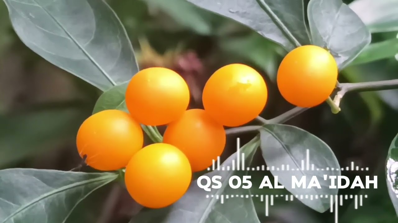 QS 05 AL MA'IDAH