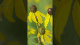 Prairie Of Hickory Knolls Natural Area, Il