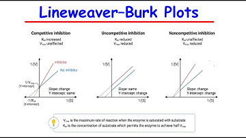 Effects Of Inhibitors on Km & Vmax Values - Line Weaver Burk Plots