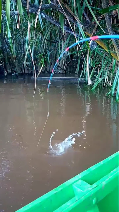 The rod almost flew away #shots #fishing #fishing