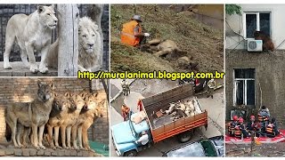 Hundreads Animals Die in Tbilisi Zoo floods