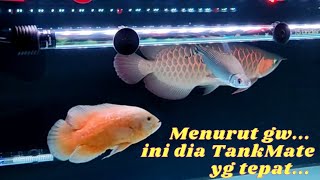 Oscar TankMate yang tepat untuk karakter Arwana Super Red #superredarwana #arwana #tankmate