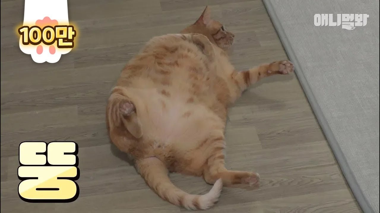 핵뚱냥이 루루 살찌기 전 과거사진 공개합니다 ㅣ The Reason Why I Become A Fat Cat