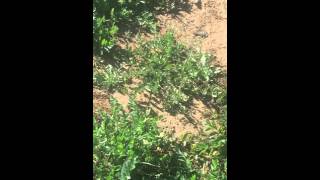 Gopher Eating Garden Plants