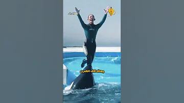 الحوت القاتل يمزق جيسيكا بطلة العالم أمام الجمهور في عرض ميامي المأساوي 