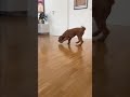 PetTec Pet Cam Hello - Haustierkamera mit Leckerliauswurf auf Knopfdruck oder per App