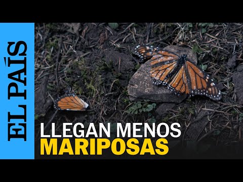 MÉXICO | La mariposa monarca disminuye su presencia en México en un 59,3% | EL PAÍS