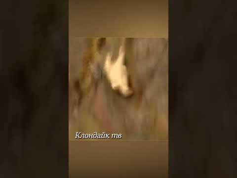 Медведь на волоске от смерти #animalsvideo #animals