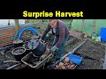 Surprise Harvest | Sarpo Mira Potatoes |  River Update | Green Side Up