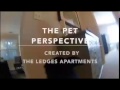 The pet perspective