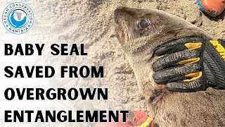 Baby Seal Saved From Overgrown Entanglement by Ocean Conservation Namibia 21,590 views 9 days ago 2 minutes, 36 seconds