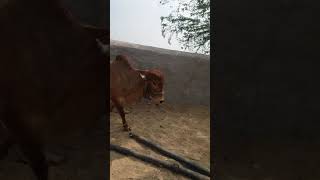 DHAMNO DHAR MP 09571987486
