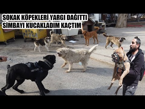 CANE CORSO YA YARGI DAĞITAN SOKAK KÖPEĞİ ÇETESİ SİMBAYI KUCAKLADIĞIM GİBİ KAÇTIM