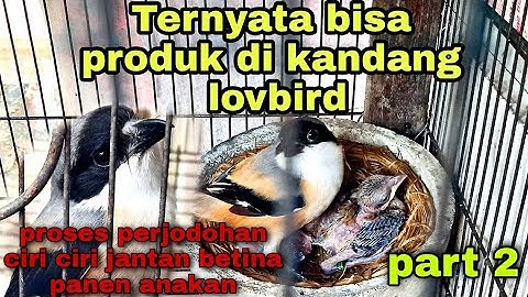 CARA TERNAK CENDET MENGUNAKAN SANGKAR LOVBIRD