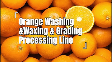 Industrial Orange Processing Marvel!Automatic Washing, Waxing & Grading Line