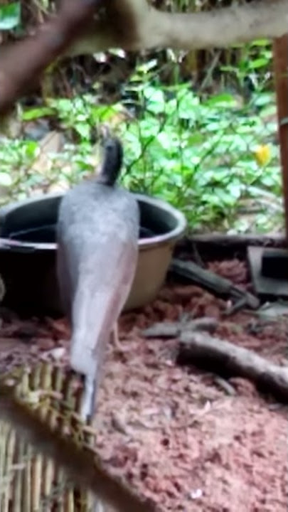 Suara burung Ruai